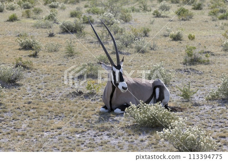 Picture of an Oryx antelope relaxing in the Namibian Kalahari 113394775