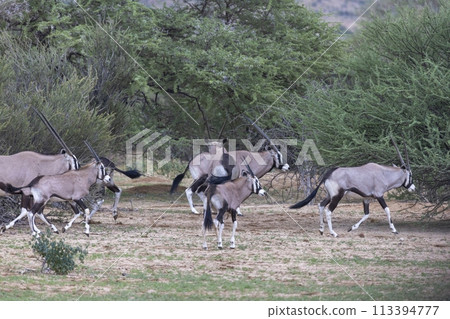 Picture of an group of Oryx antelopes standing in the Namibian Kalahari 113394777