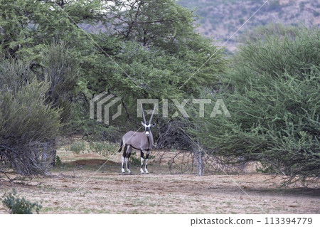 Picture of an Oryx antelope standing in the Namibian Kalahari Picture of an Oryx antelope standing in the Namibian Kalahari 113394779