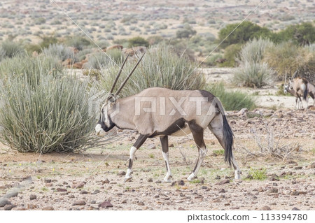 Picture of an Oryx antelope standing in the Namibian Kalahari 113394780