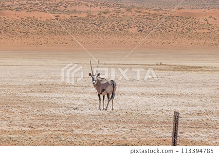 Picture of an Oryx antelope standing in the Namib desert Picture of an Oryx antelope standing in the Namib desert 113394785