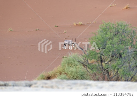 Picture of an Oryx antelope standing in front of a dune in the Namib desert 113394792
