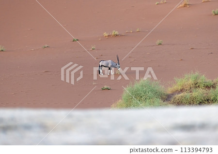 Picture of an Oryx antelope standing in front of a dune in the Namib desert 113394793
