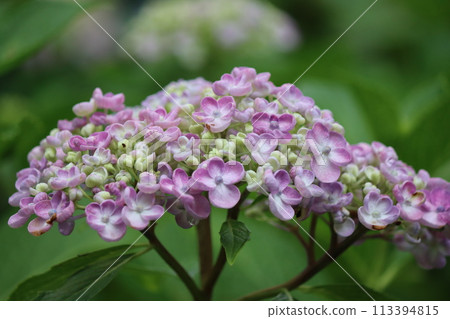 老式繡球寺裡美麗的繡球花 113394815