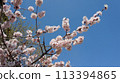 Spring flowering apricot fruit tree. White spring flowers 113394865