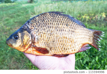 Freshwater crucian carp in a human hand 113394996