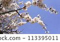 Beautiful blooming apricot branch on a blue sky background. White spring flowers 113395011