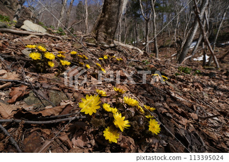 A cluster of Kitamifukujusou flowers growing wild in the mountains 113395024