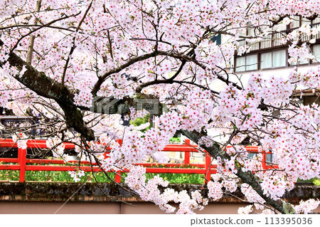 春天的城崎溫泉櫻花盛開 113395036