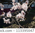 Spring flowering apricot fruit tree. White spring flowers 113395047