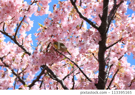 Breathe in cherry blossoms in full bloom Breathe in cherry blossoms in full bloom 113395165