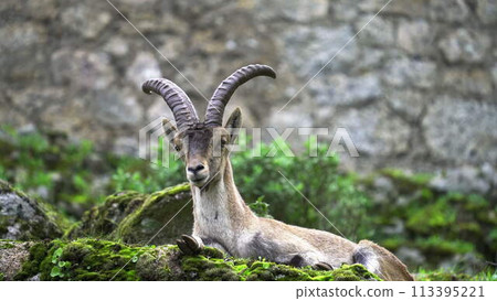 Majestic Mountain Goat Resting with Watchful Eyes 113395221