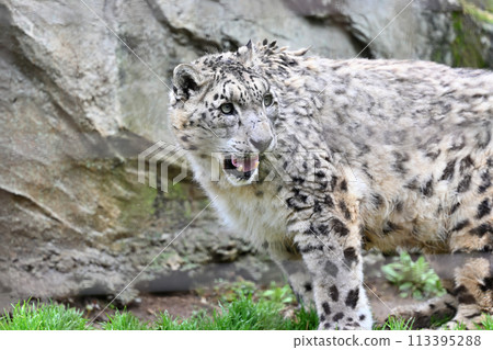 A snow leopard with a sharp expression, Tama Zoological Park, Hino City, Tokyo 113395288