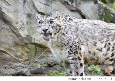 Snow Leopard Tama Zoological Park Hino City, Tokyo 113395291