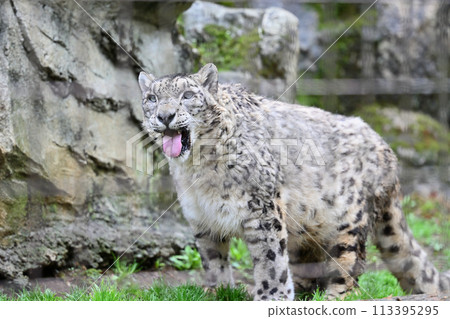 Snow Leopard Tama Zoological Park Hino City, Tokyo Snow Leopard Tama Zoological Park Hino City, Tokyo 113395295