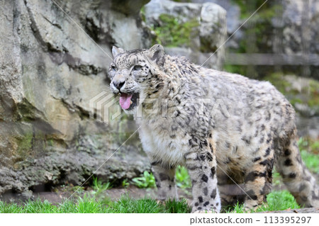 Snow Leopard Tama Zoological Park Hino City, Tokyo 113395297