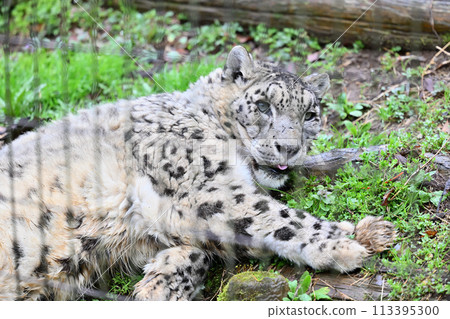 放鬆的雪豹，東京日野市多摩動物園 113395300