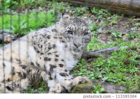 Snow leopard lying down and looking at the camera, Tama Zoo, Hino City, Tokyo Snow leopard lying down and looking at the camera, Tama Zoo, Hino City, Tokyo 113395304