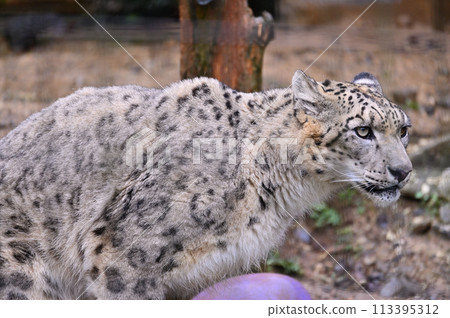 雪豹多摩動物園 東京都日野市 113395312