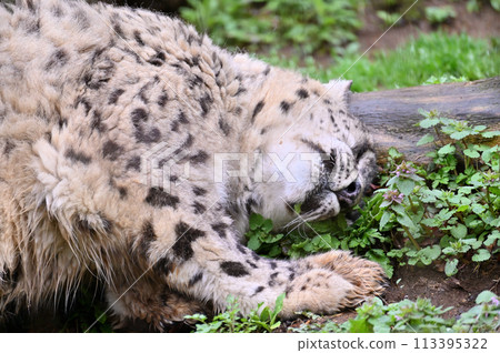 東京日野市多摩動物公園裡沉睡的雪豹 113395322