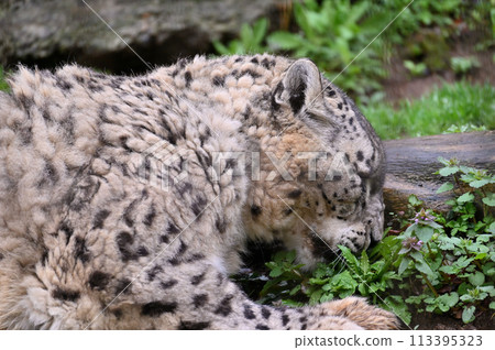 東京日野市多摩動物公園,雪豹正在採摘雜草 東京日野市多摩動物公園,雪豹正在採摘雜草 113395323