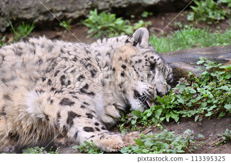 放鬆的雪豹，東京日野市多摩動物園 113395325