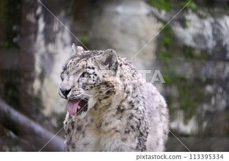 Snow Leopard Tama Zoological Park Hino City, Tokyo 113395334