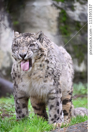 雪豹多摩動物園 東京都日野市 113395337