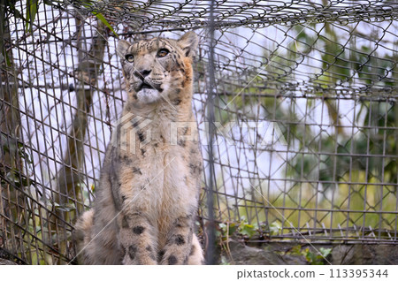 Snow Leopard Tama Zoological Park Hino City, Tokyo 113395344