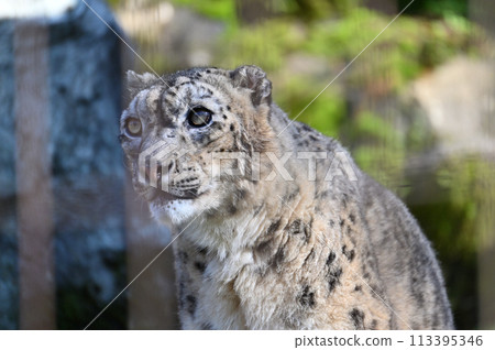 雪豹多摩動物園 東京都日野市 113395346