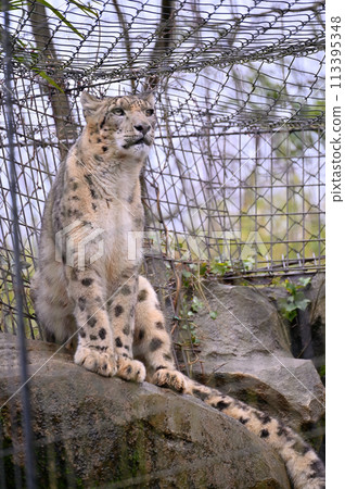 雪豹多摩動物園 東京都日野市 雪豹多摩動物園 東京都日野市 113395348