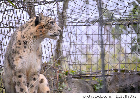 Snow Leopard Tama Zoological Park Hino City, Tokyo 113395352