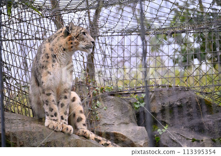 Snow Leopard Tama Zoological Park Hino City, Tokyo 113395354