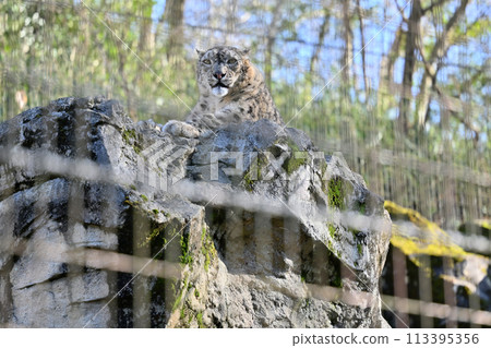 雪豹多摩動物園 東京都日野市 113395356