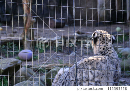 Snow Leopard Tama Zoological Park Hino City, Tokyo 113395358