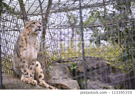 Snow Leopard Tama Zoological Park Hino City, Tokyo Snow Leopard Tama Zoological Park Hino City, Tokyo 113395359