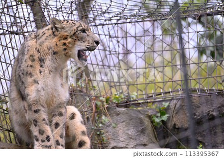Snow Leopard Tama Zoological Park Hino City, Tokyo 113395367