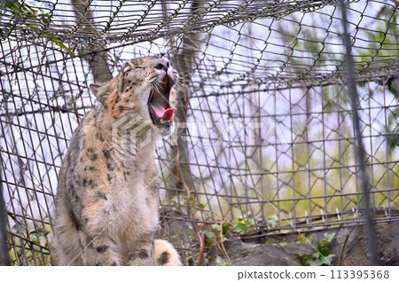 Yawning snow leopard, Tama Zoo, Hino City, Tokyo Yawning snow leopard, Tama Zoo, Hino City, Tokyo 113395368
