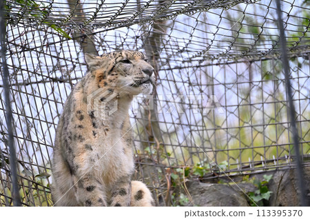 Snow Leopard Tama Zoological Park Hino City, Tokyo 113395370