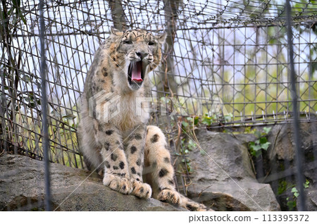 Snow Leopard Tama Zoological Park Hino City, Tokyo 113395372