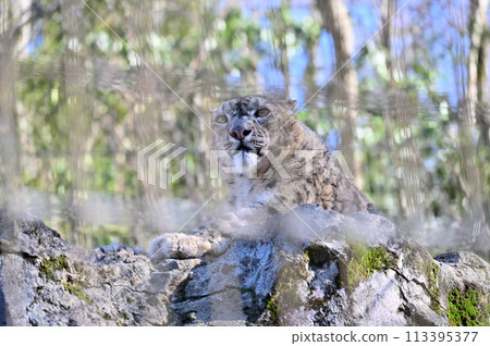 雪豹多摩動物園 東京都日野市 113395377