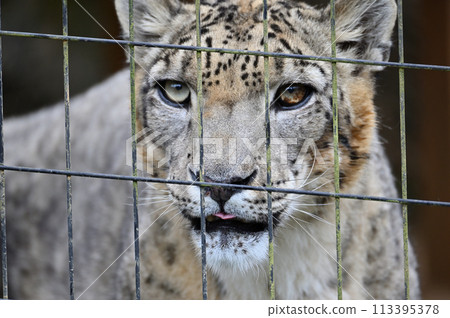 雪豹臉部特寫，東京日野市多摩動物公園 113395378