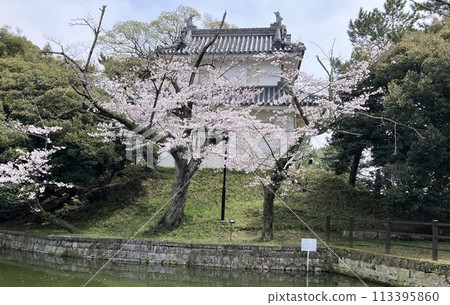 Cherry blossoms at Kameoko Park 113395860