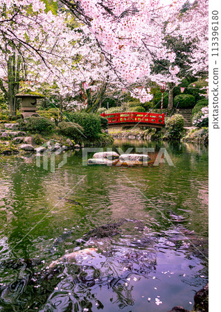 Utsubuki Park: A famous cherry blossom spot 113396180