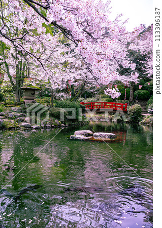Utsubuki Park: A famous cherry blossom spot 113396187