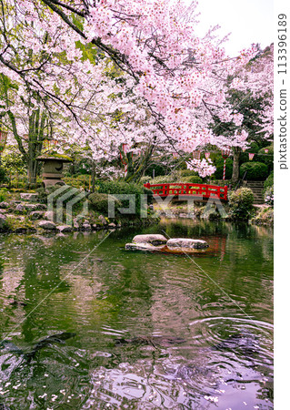 賞櫻勝地打椿公園 113396189