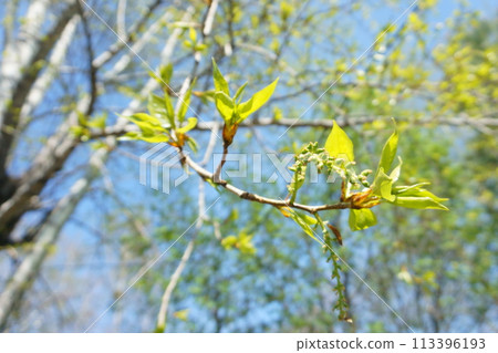 First spring green leaves on a poplar tree First spring green leaves on a poplar tree 113396193