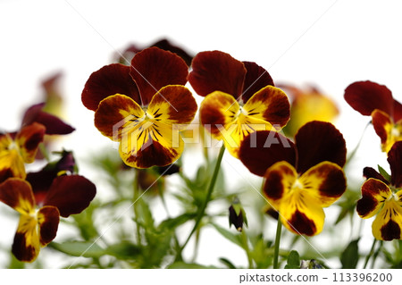 Viola Vivifire Viola Vivifire 113396200