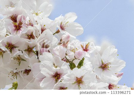 閃耀在藍天的櫻花 113396271