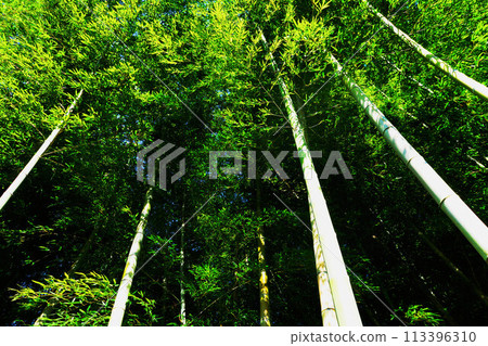 Beautiful scenery of a bamboo forest of Moso bamboo 113396310